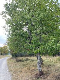 k&ouml;rsb&auml;r efter